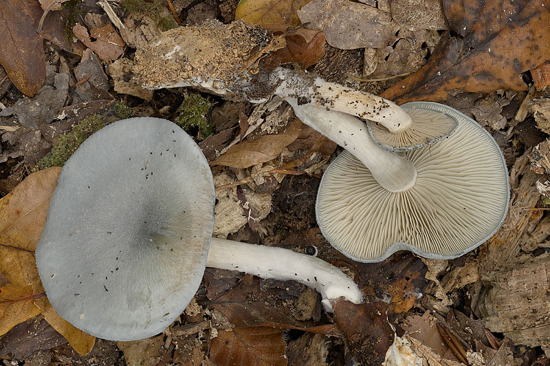 Clitocybe odora